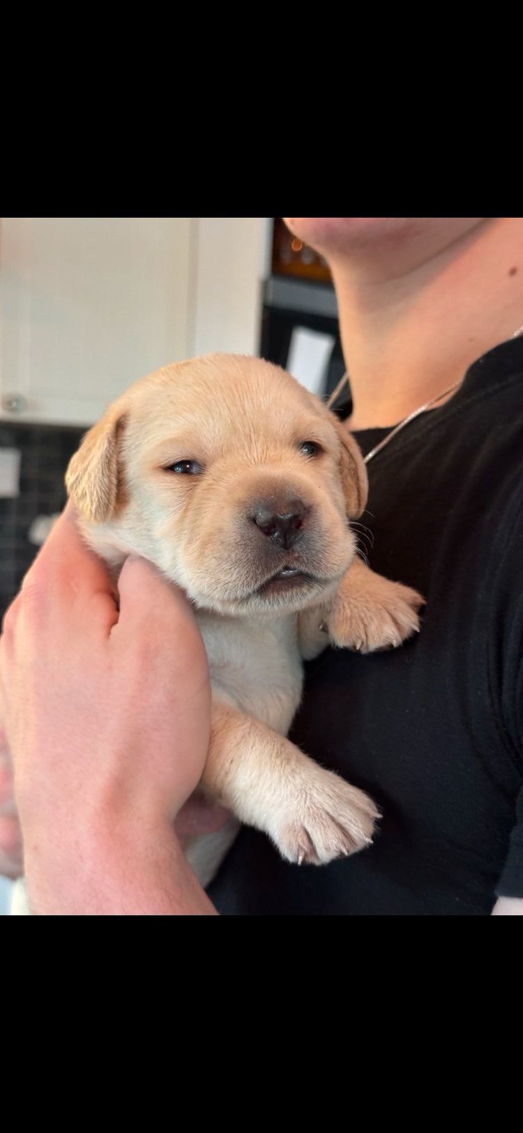 Labrador retriever