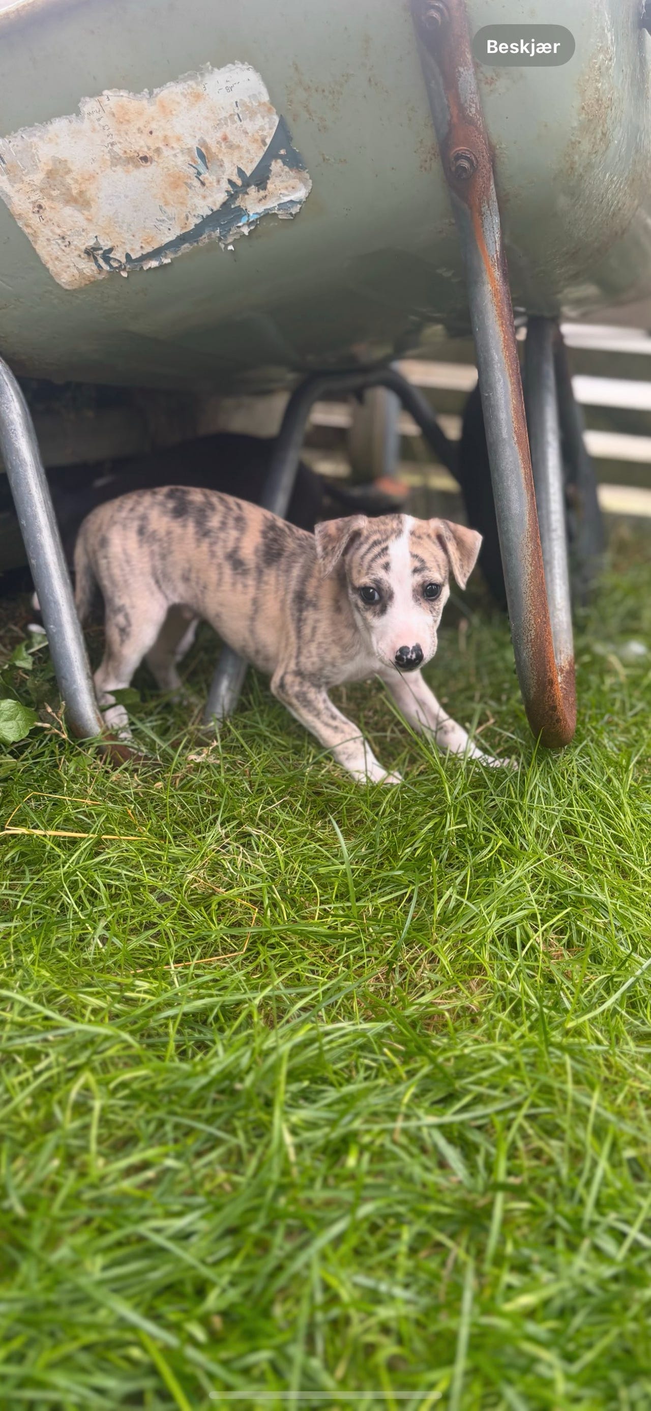 Whippet