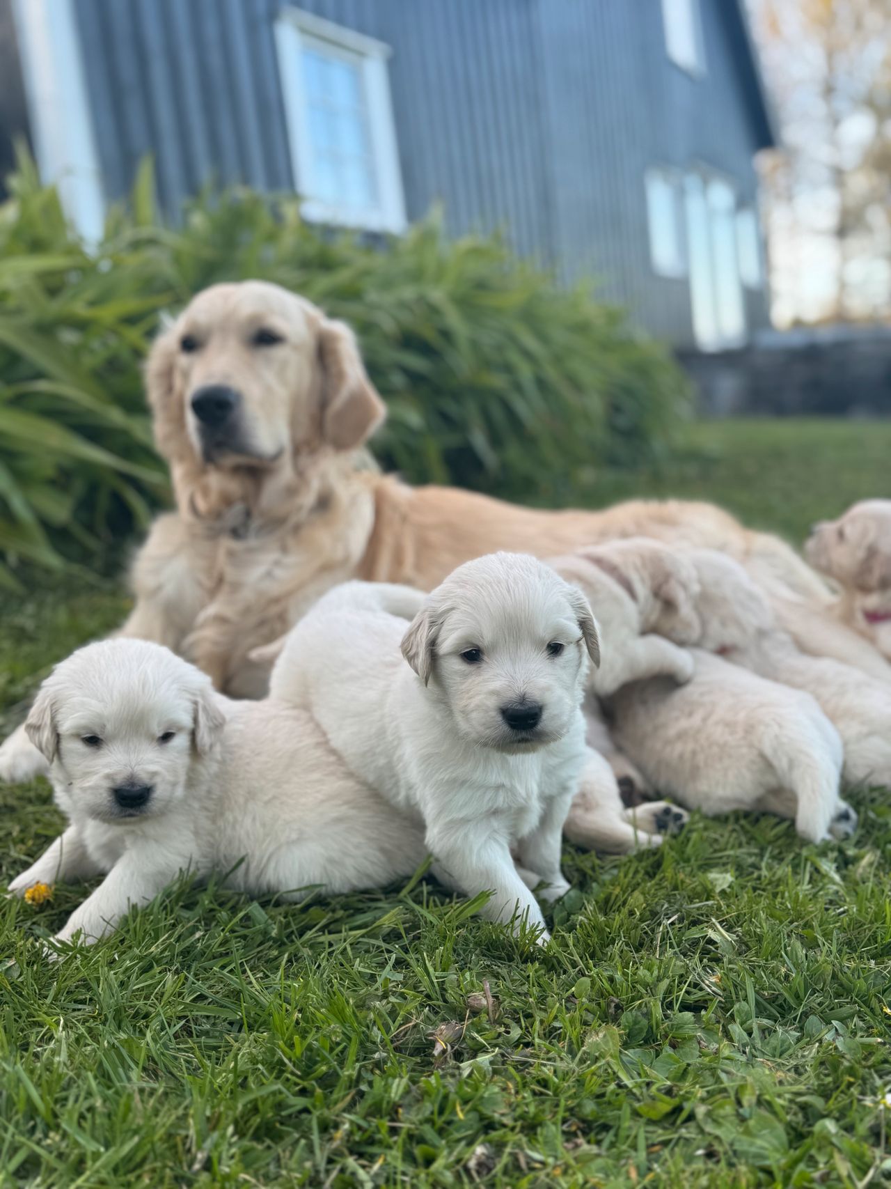 Golden retriever
