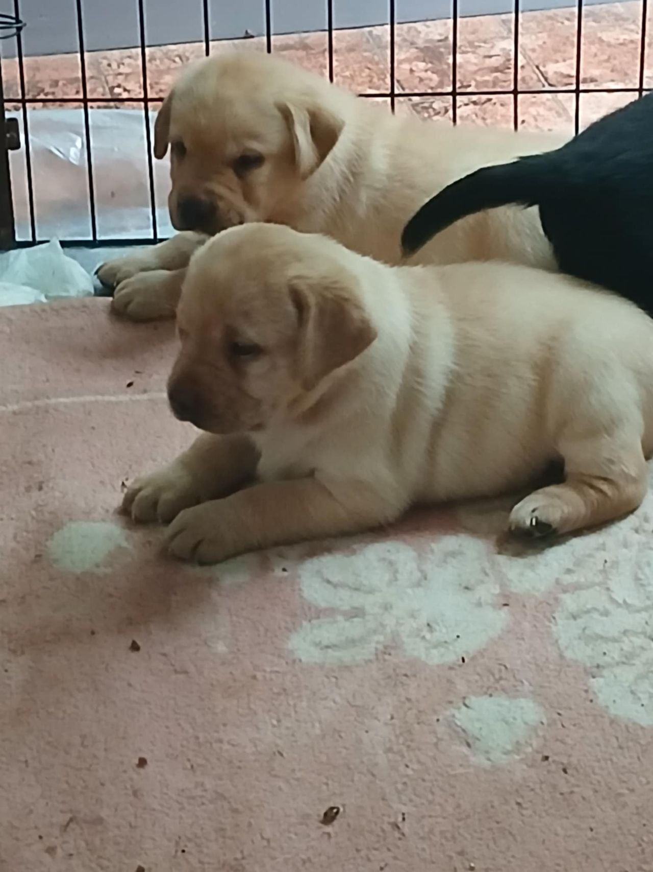 Labrador retriever