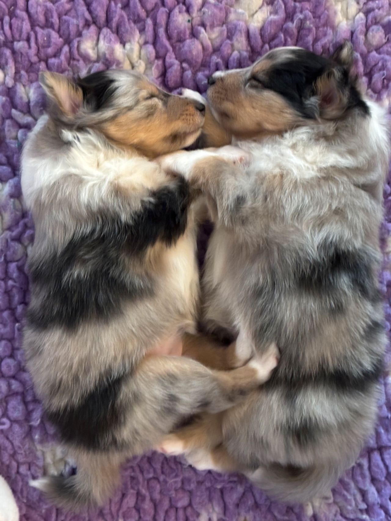 Shetland sheepdog