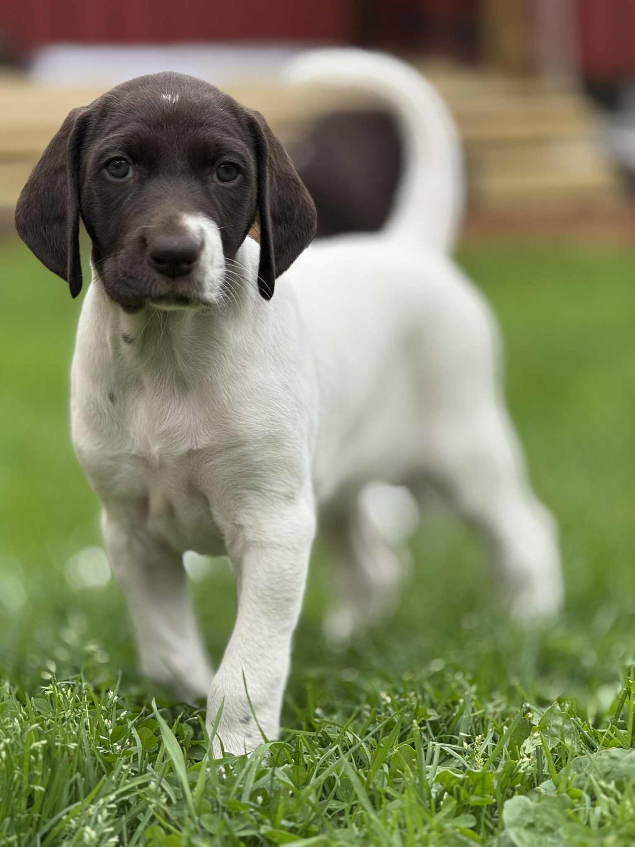 Vorstehhund korthåret