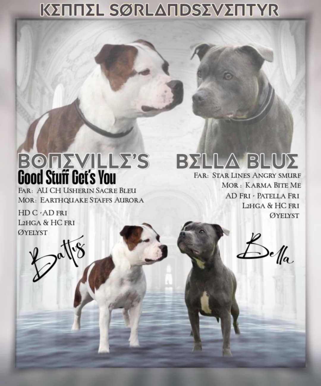Staffordshire bull terrier