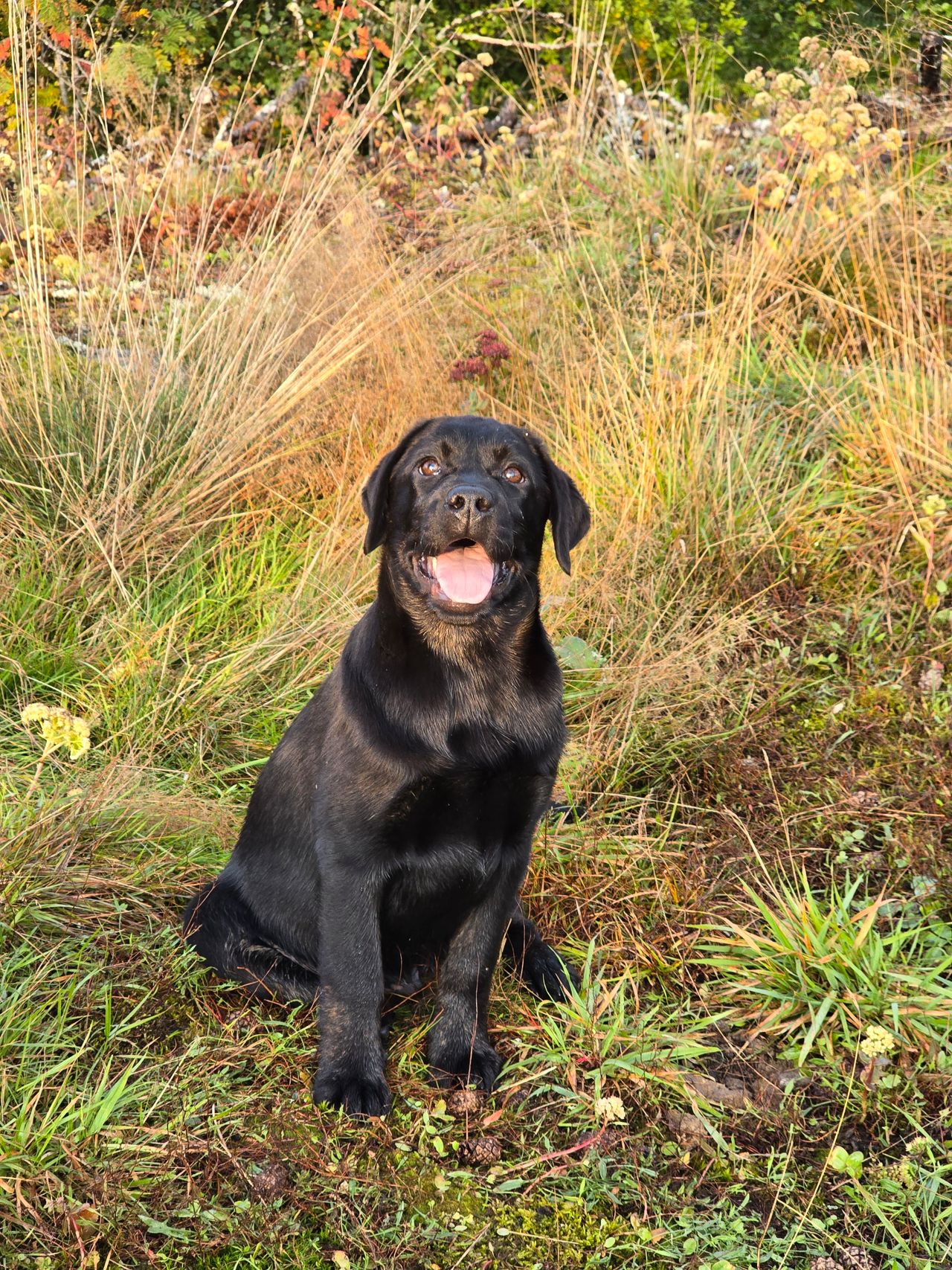 Labrador retriever