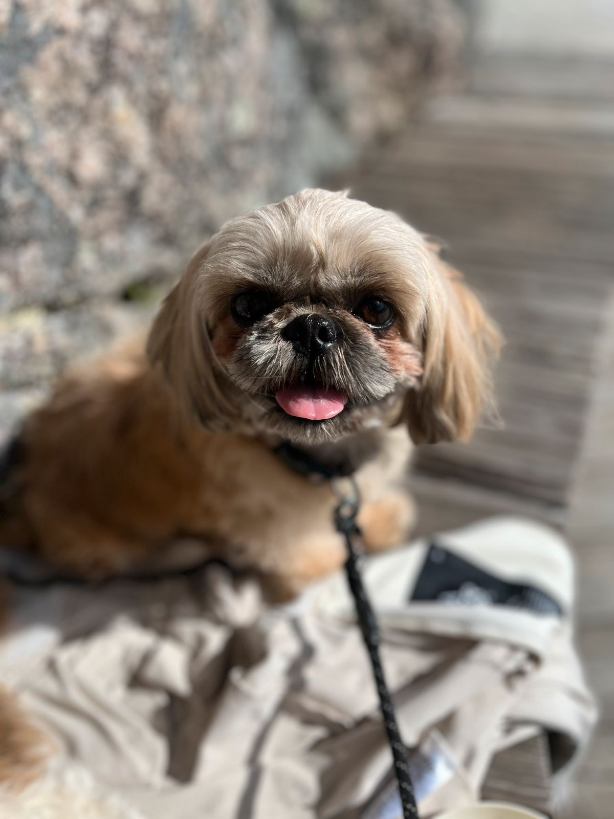 Shih tzu