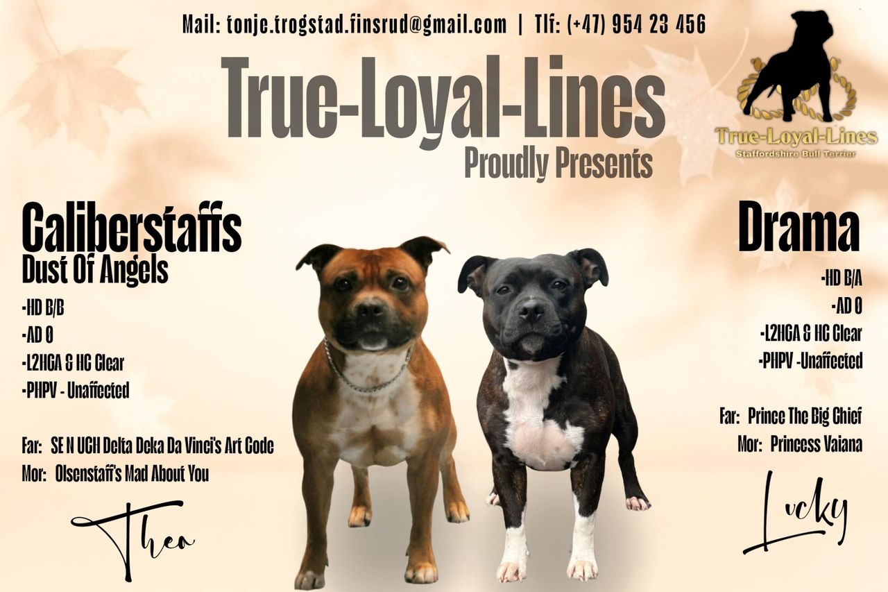 Staffordshire bull terrier