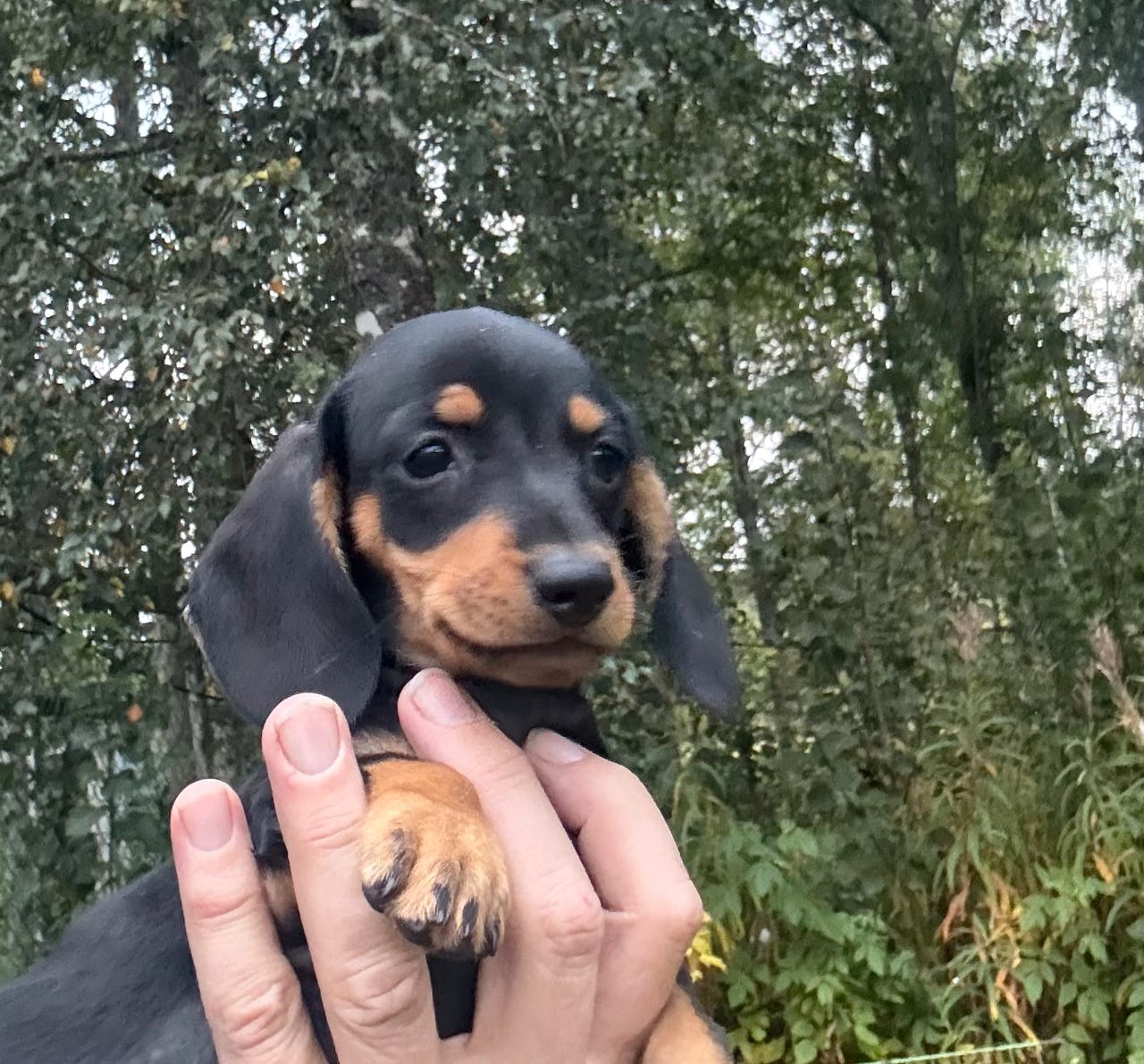 Dachshund korthåret