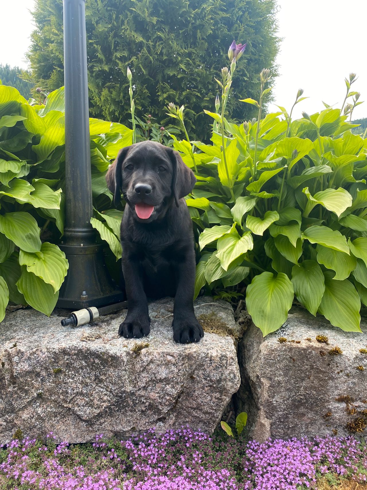 Labrador retriever