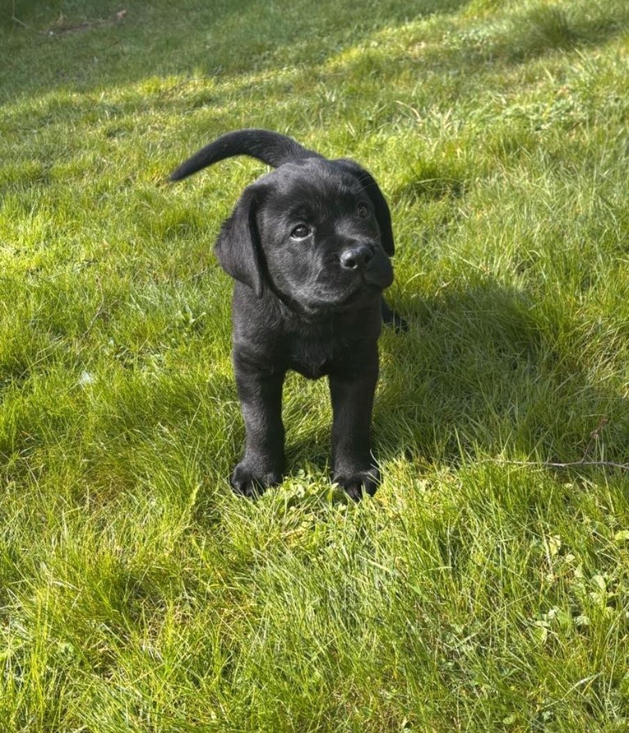 Labrador retriever