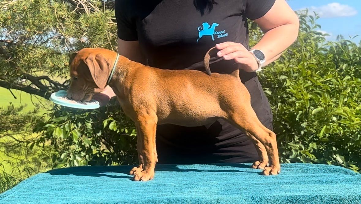 Pinscher