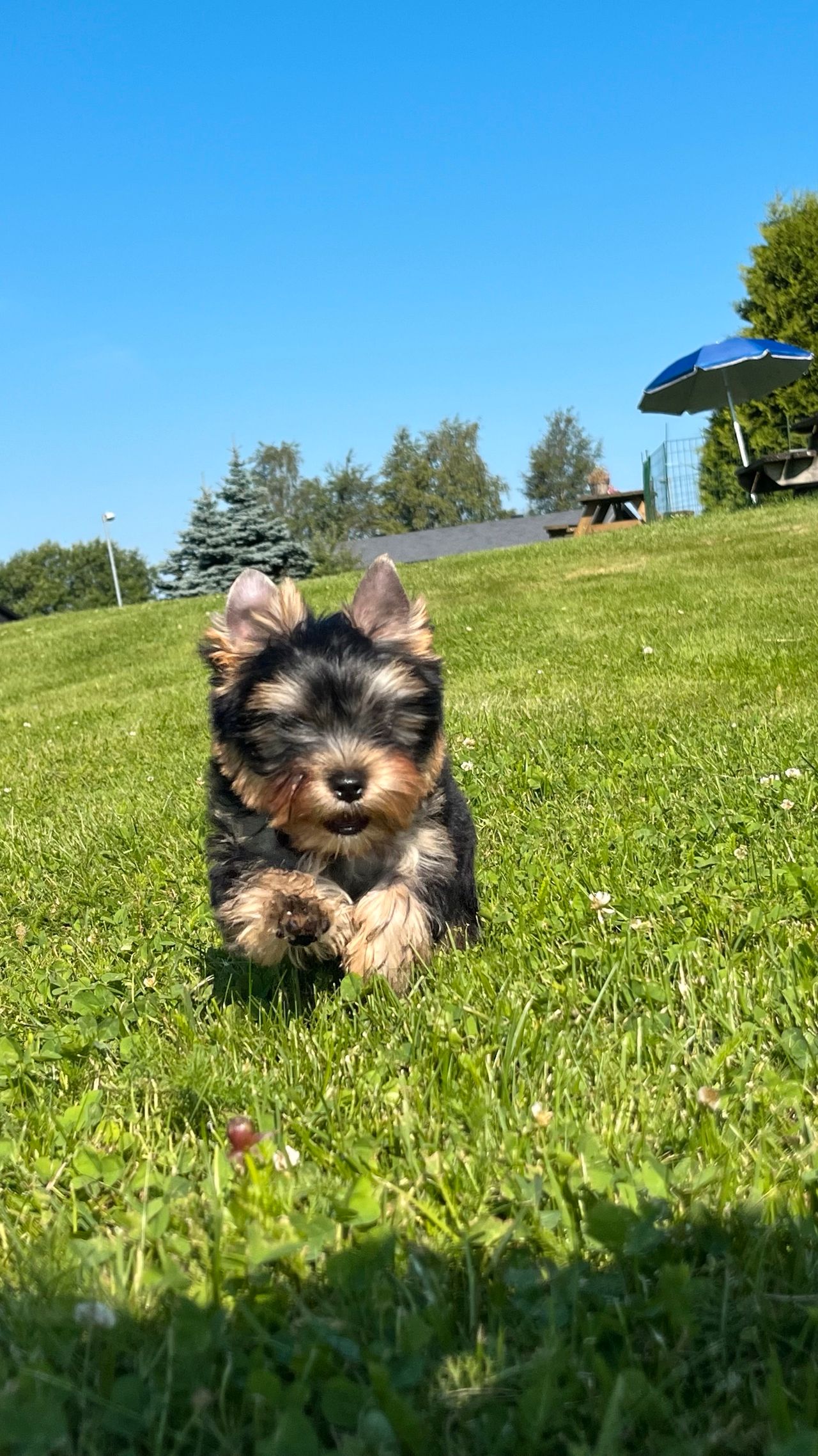 Yorkshire terrier