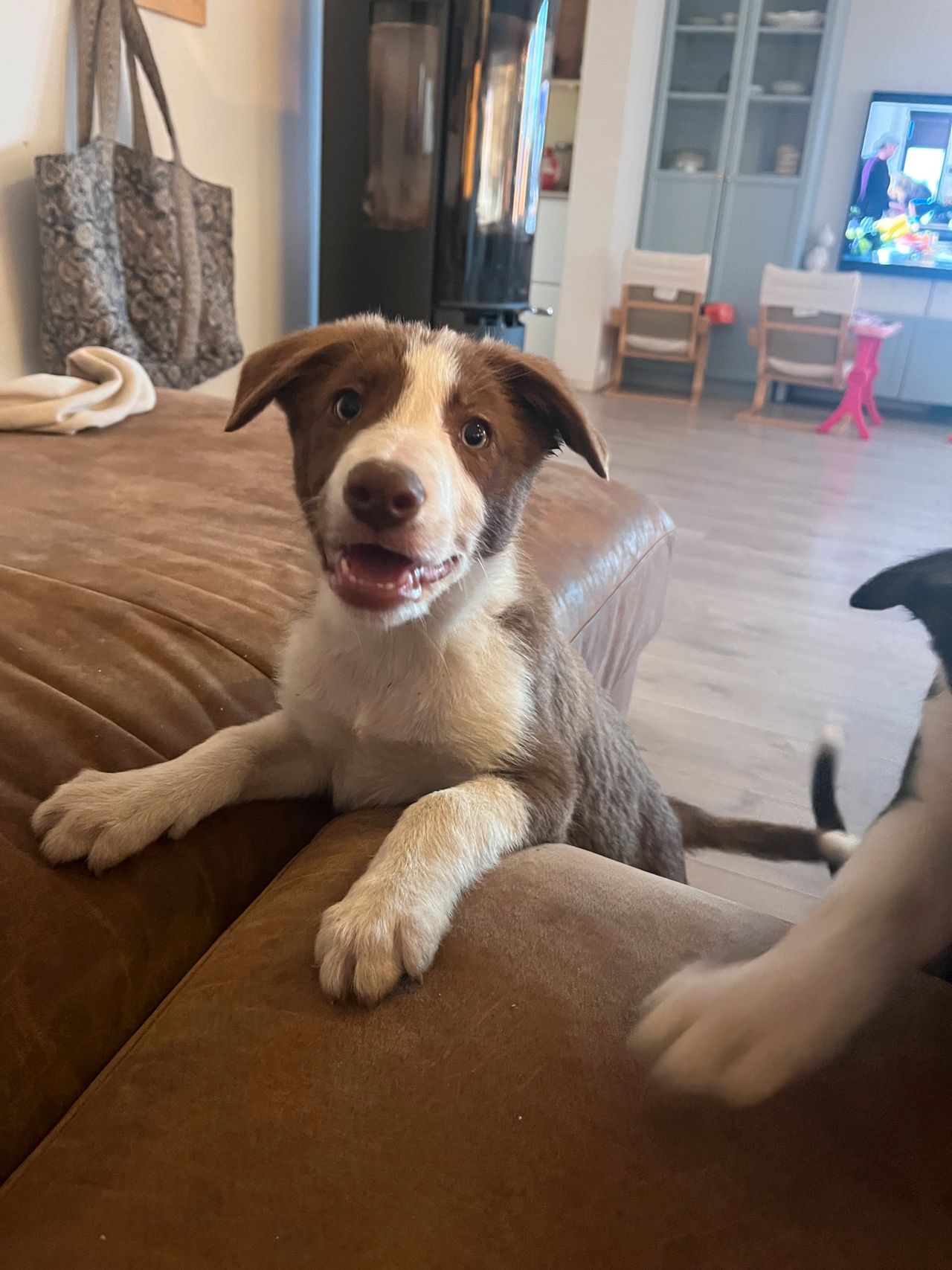 Border collie