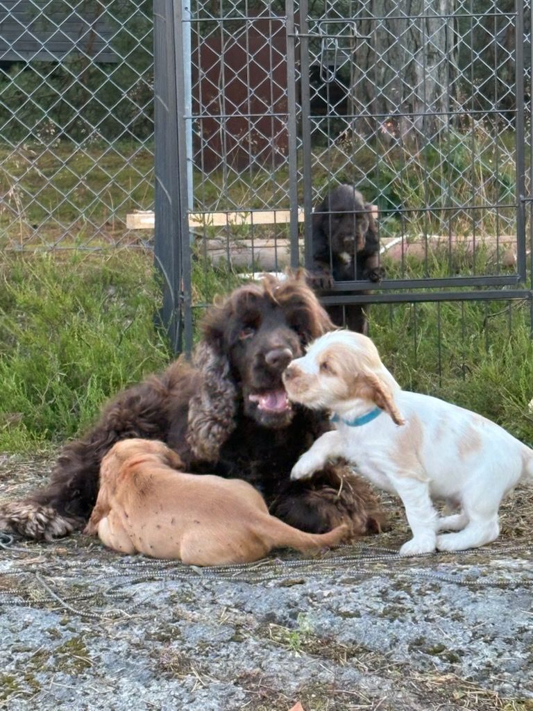 Cocker spaniel