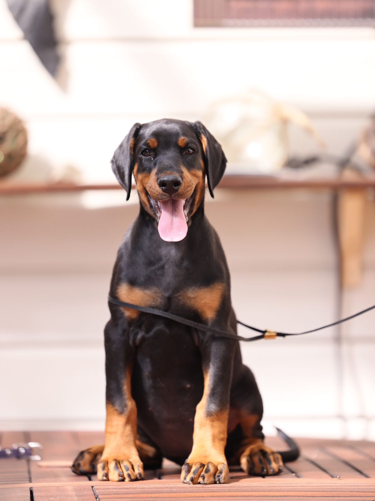 Dobermann