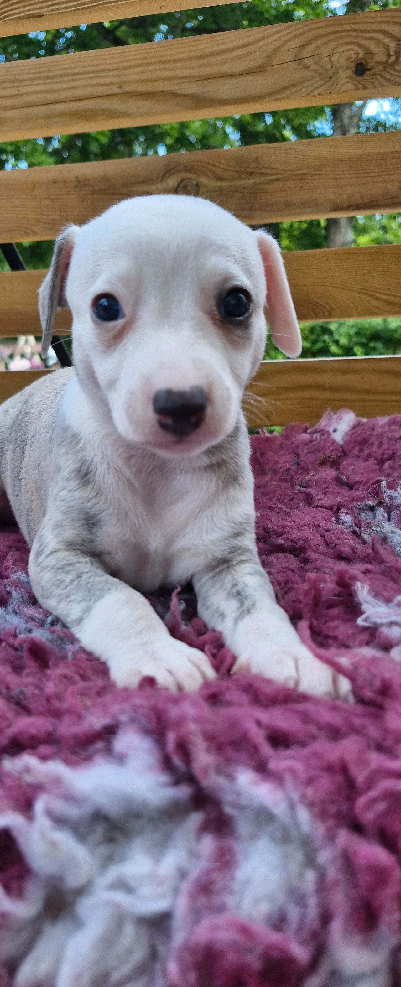 Whippet