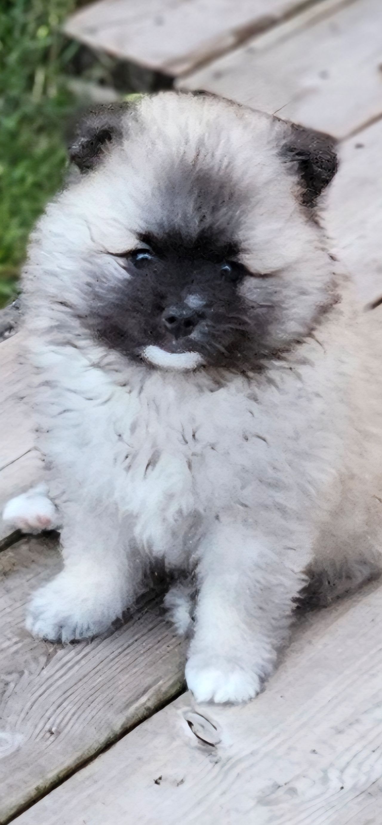 Kleinspitz