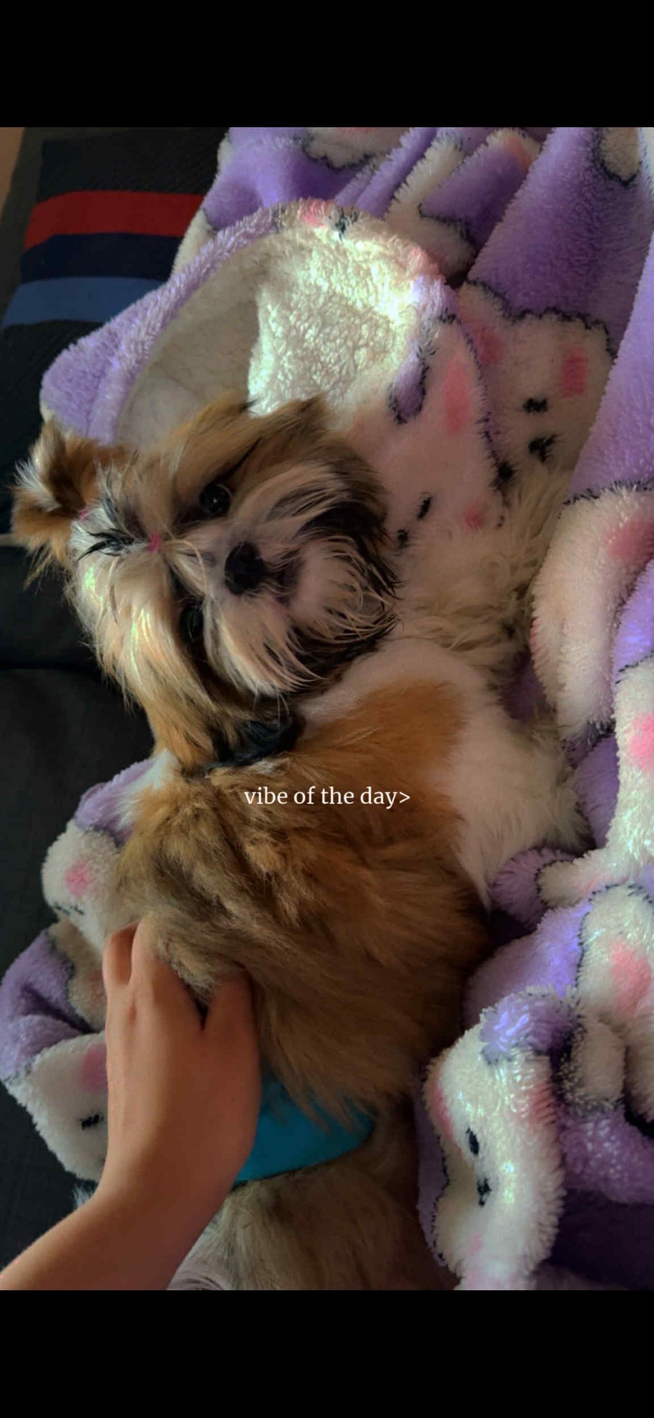 Shih tzu