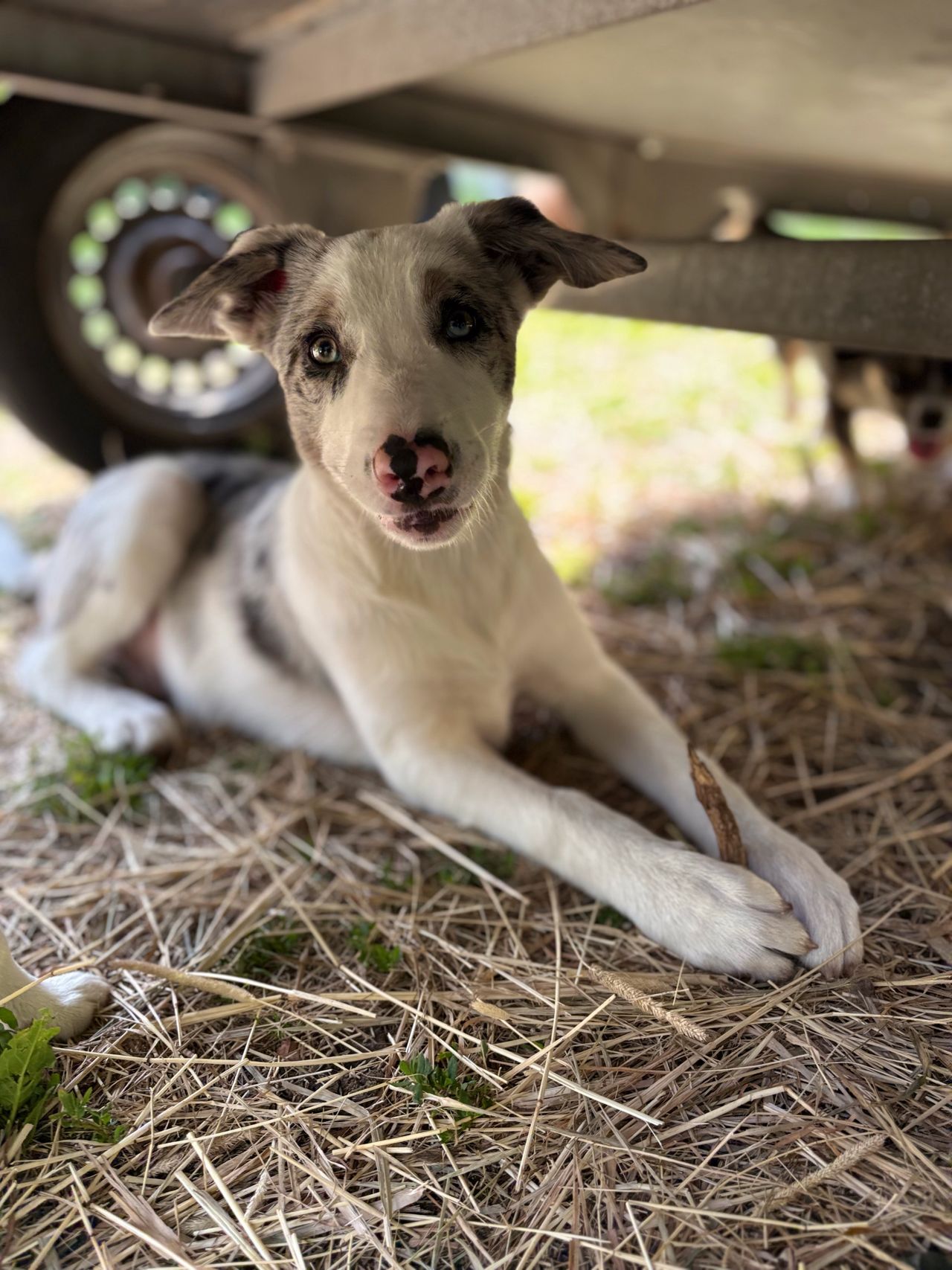 Border collie