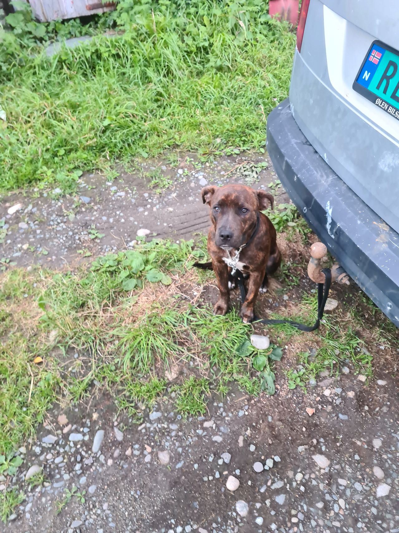 Staffordshire bull terrier