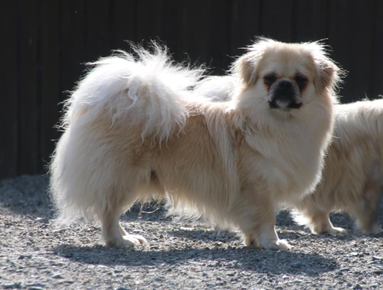 Tibetansk spaniel