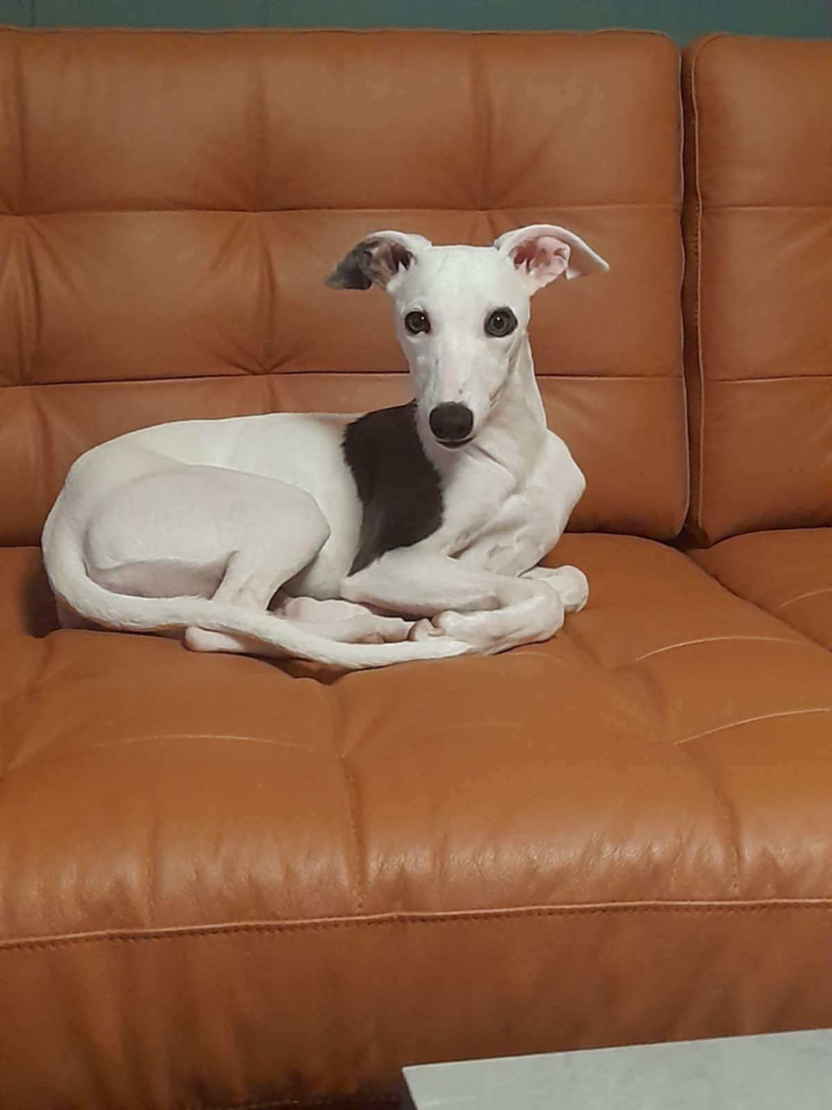 Whippet