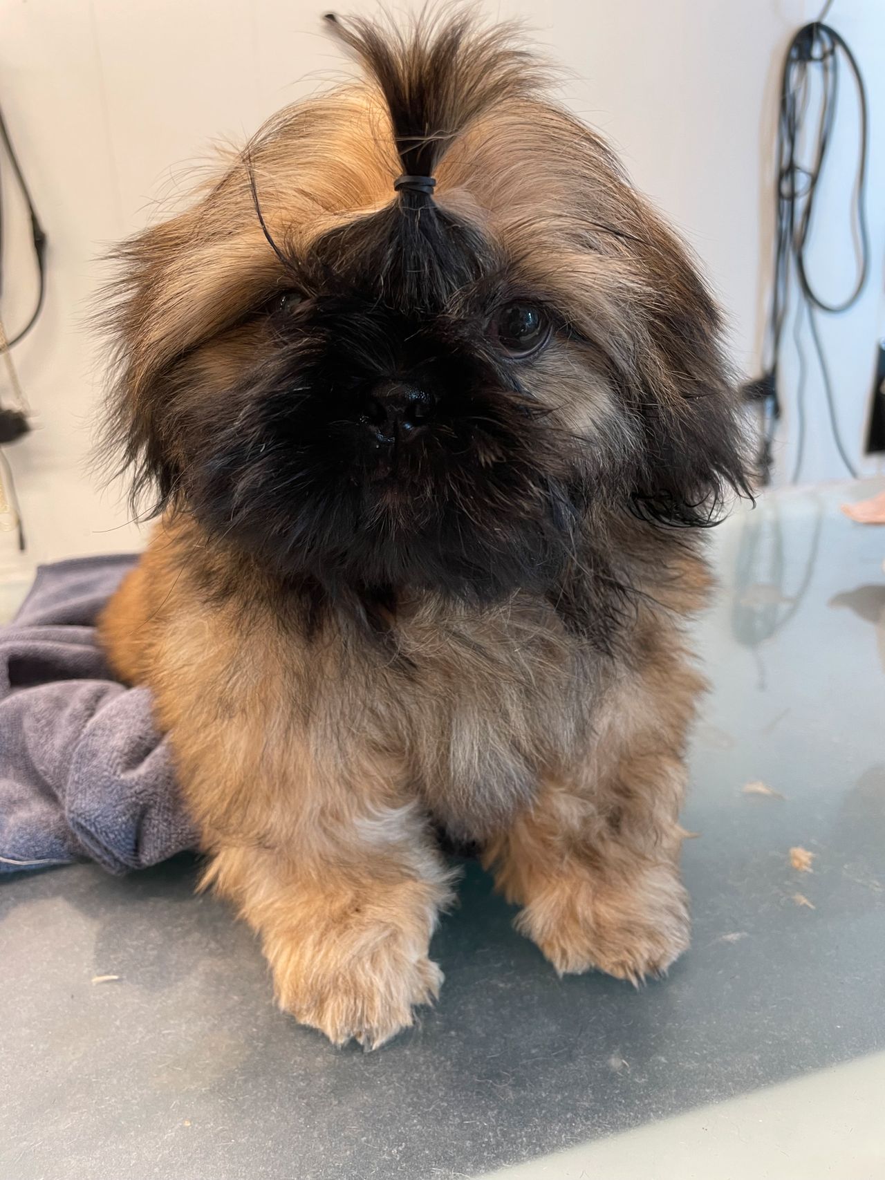 Shih tzu