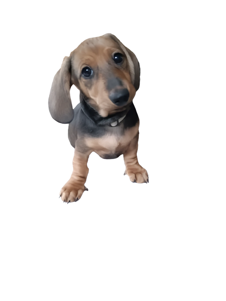 Dachshund korthåret