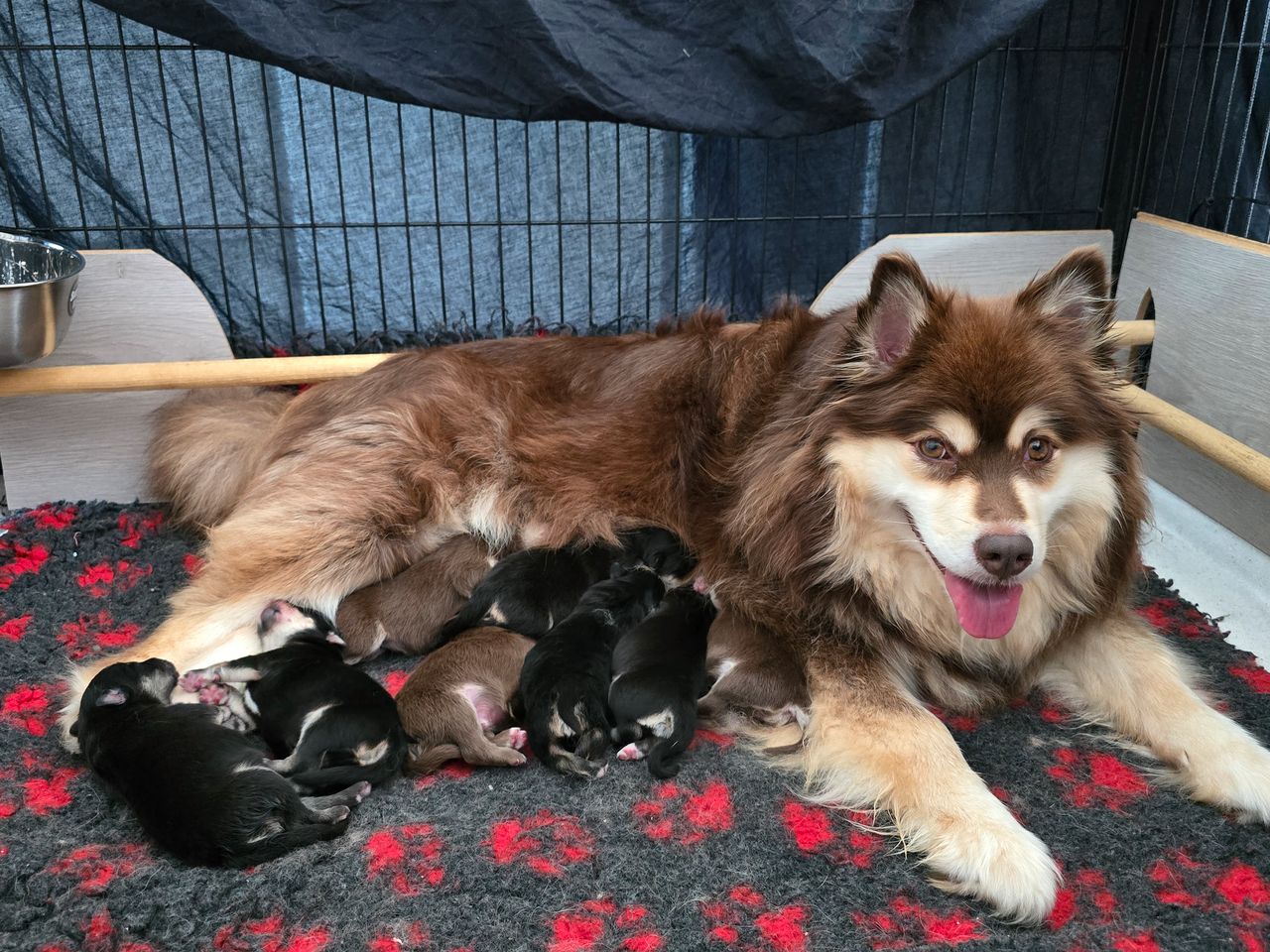 Finsk lapphund