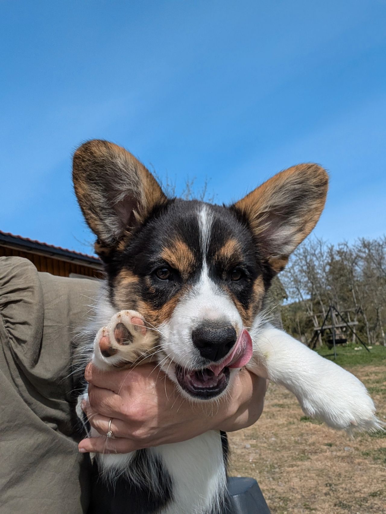 Welsh corgi cardigan
