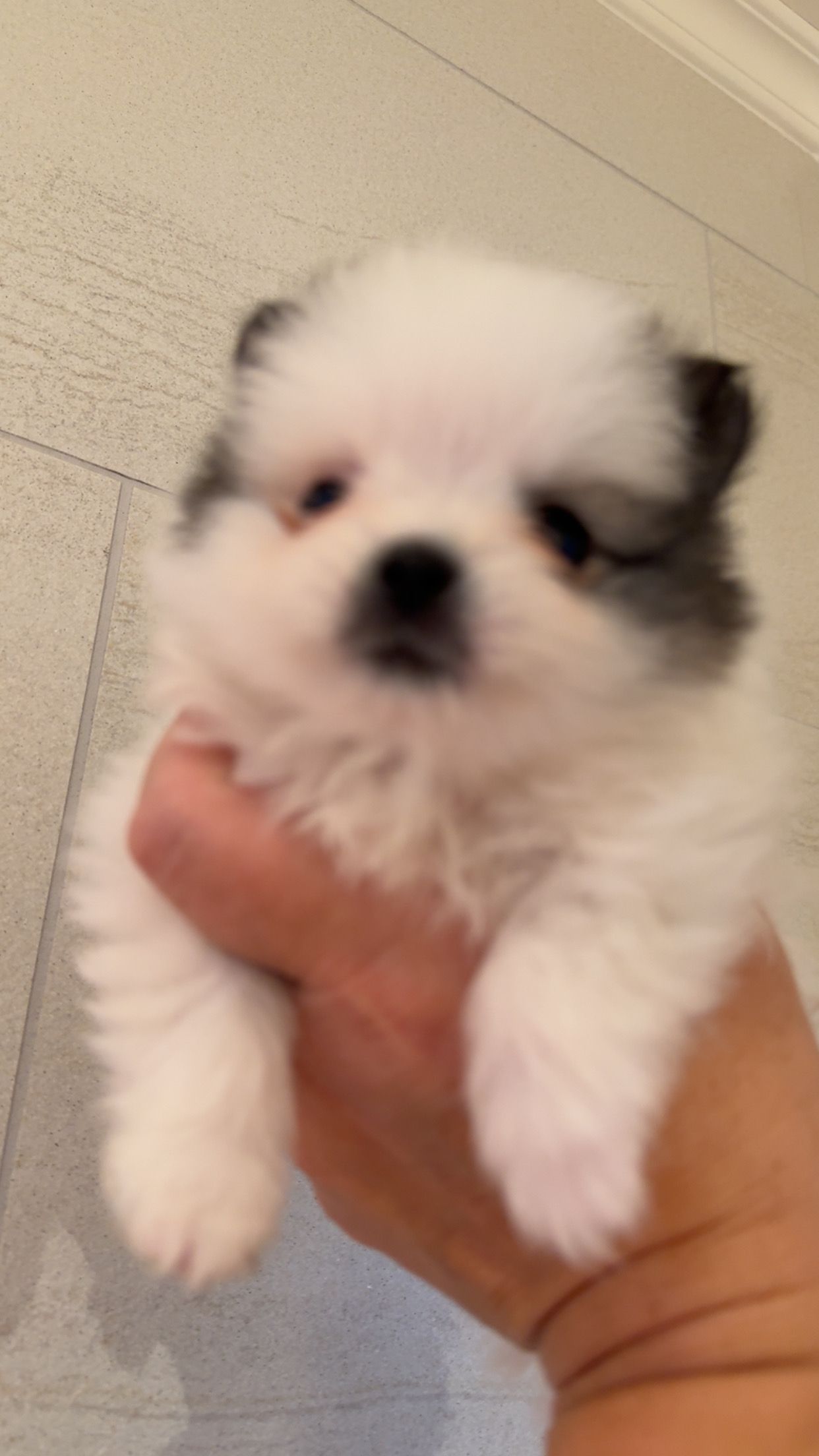 Pomeranian