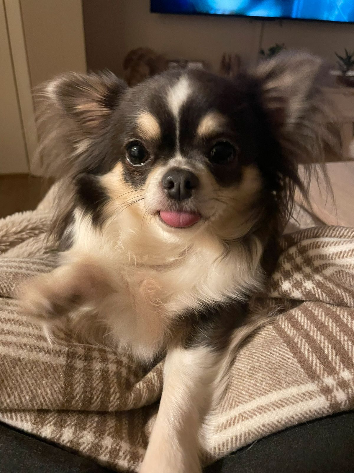 Chihuahua langhåret