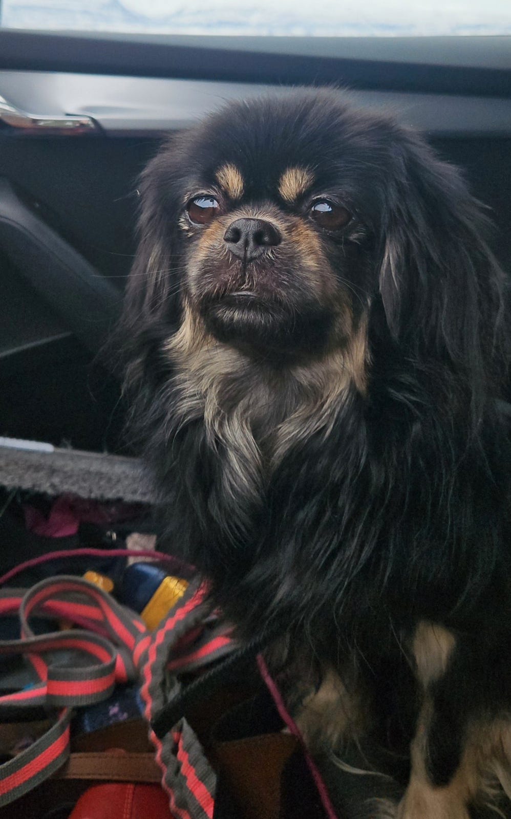 Tibetansk spaniel