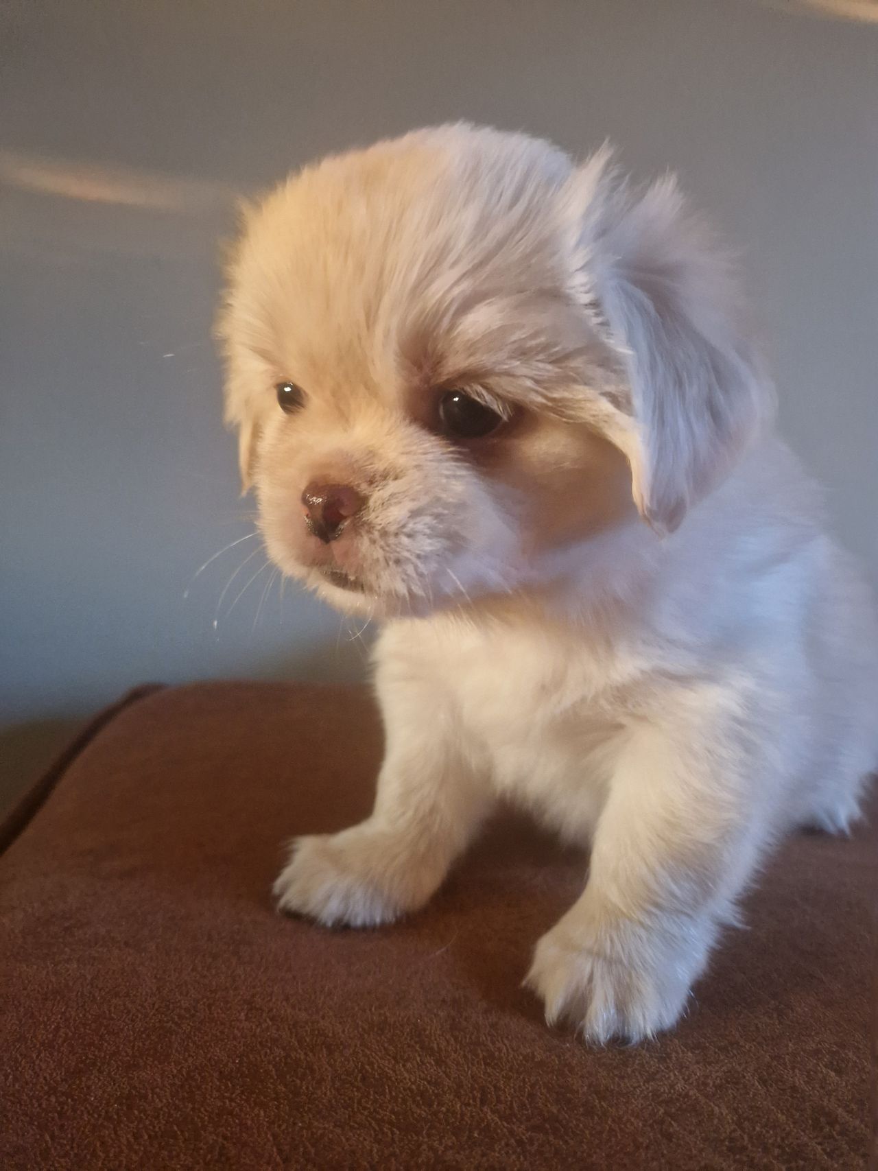 Tibetansk spaniel