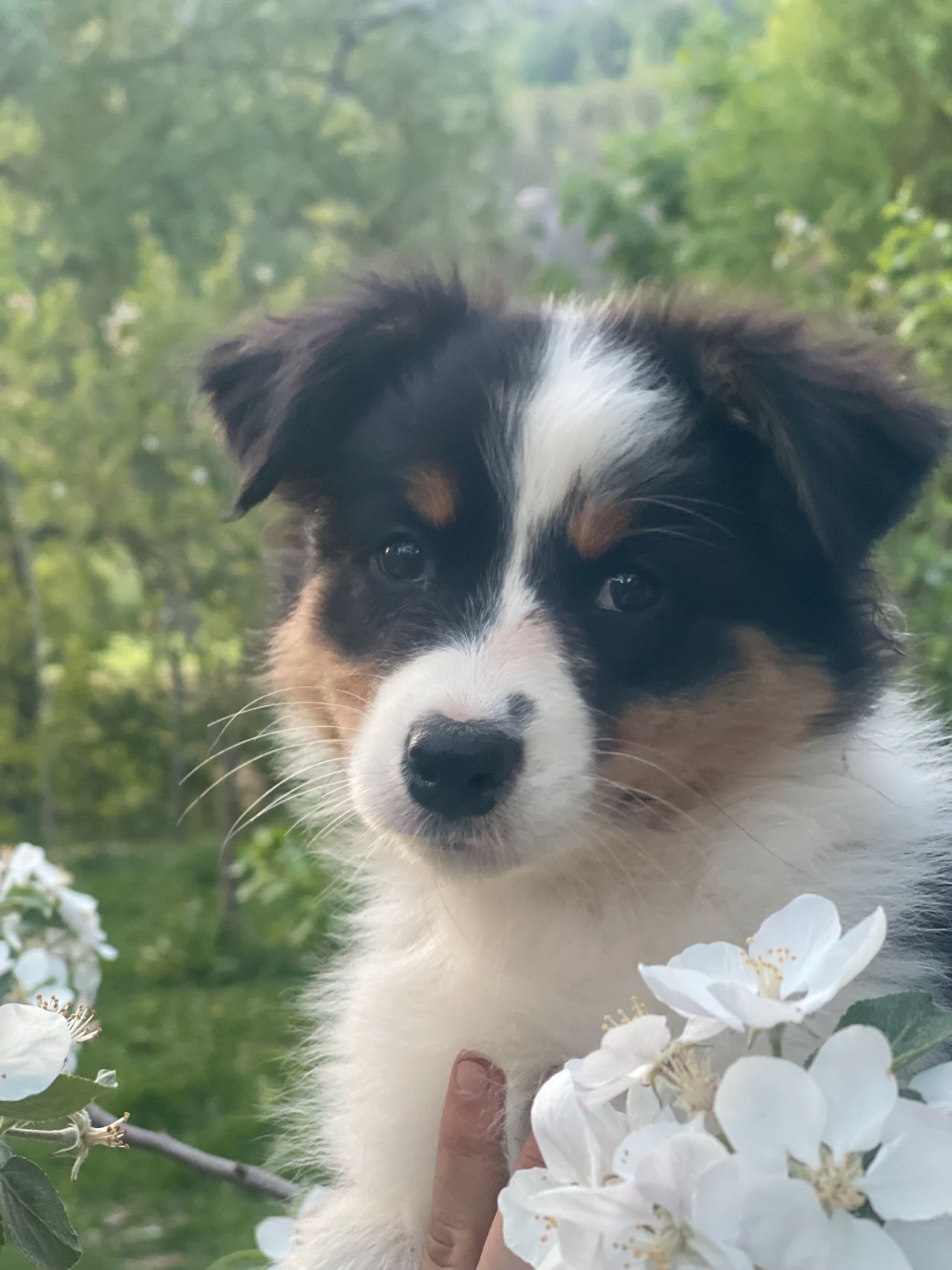 Australian shepherd