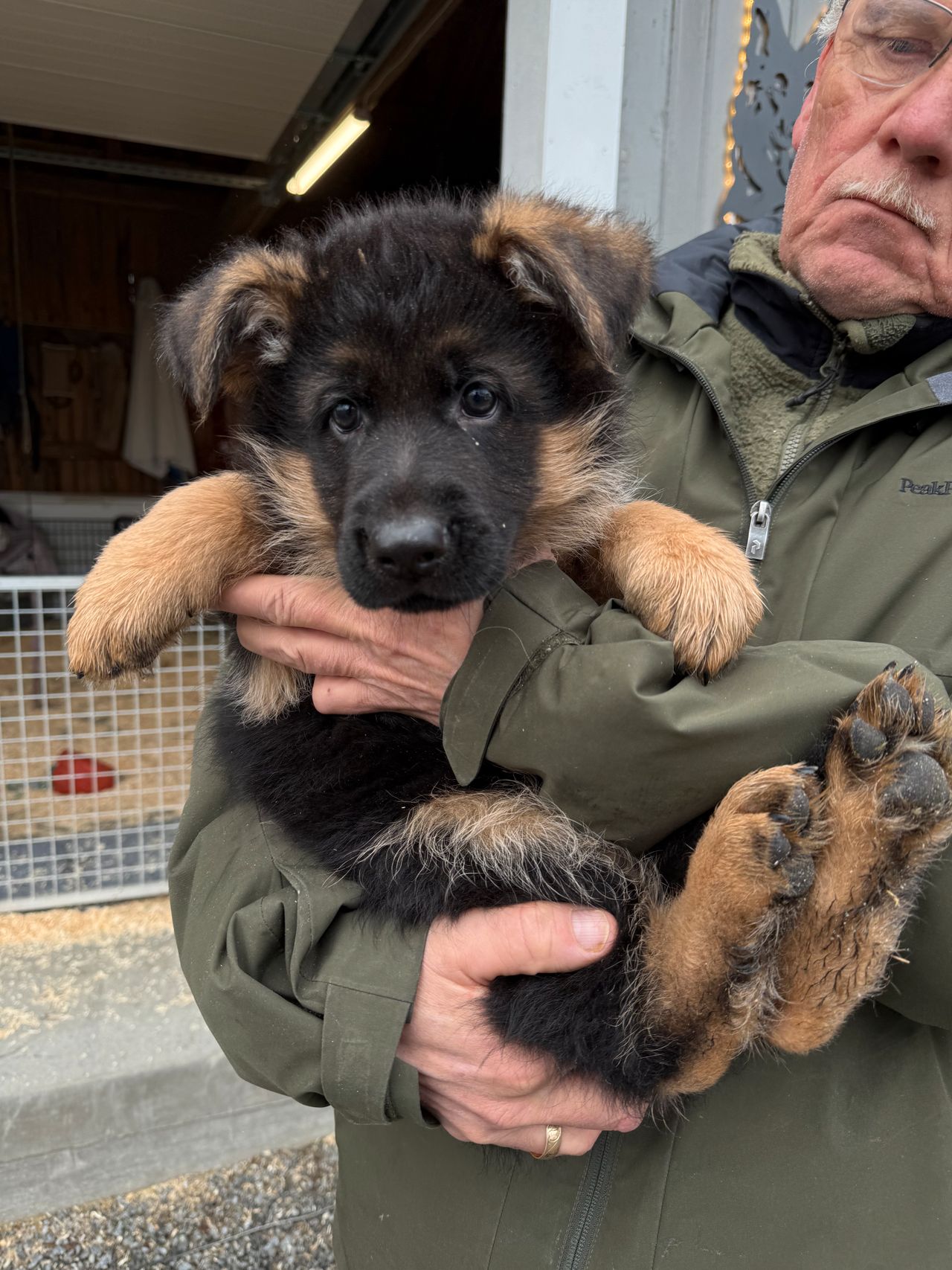 Schäferhund normalhår