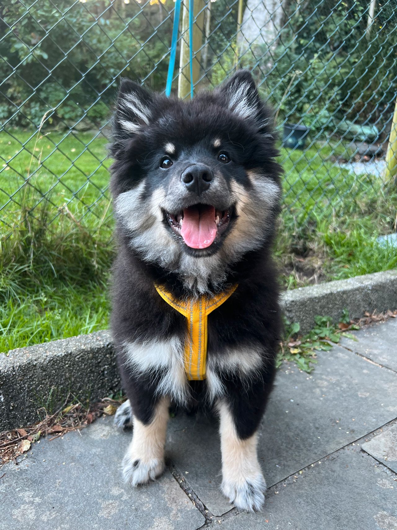 Finsk lapphund