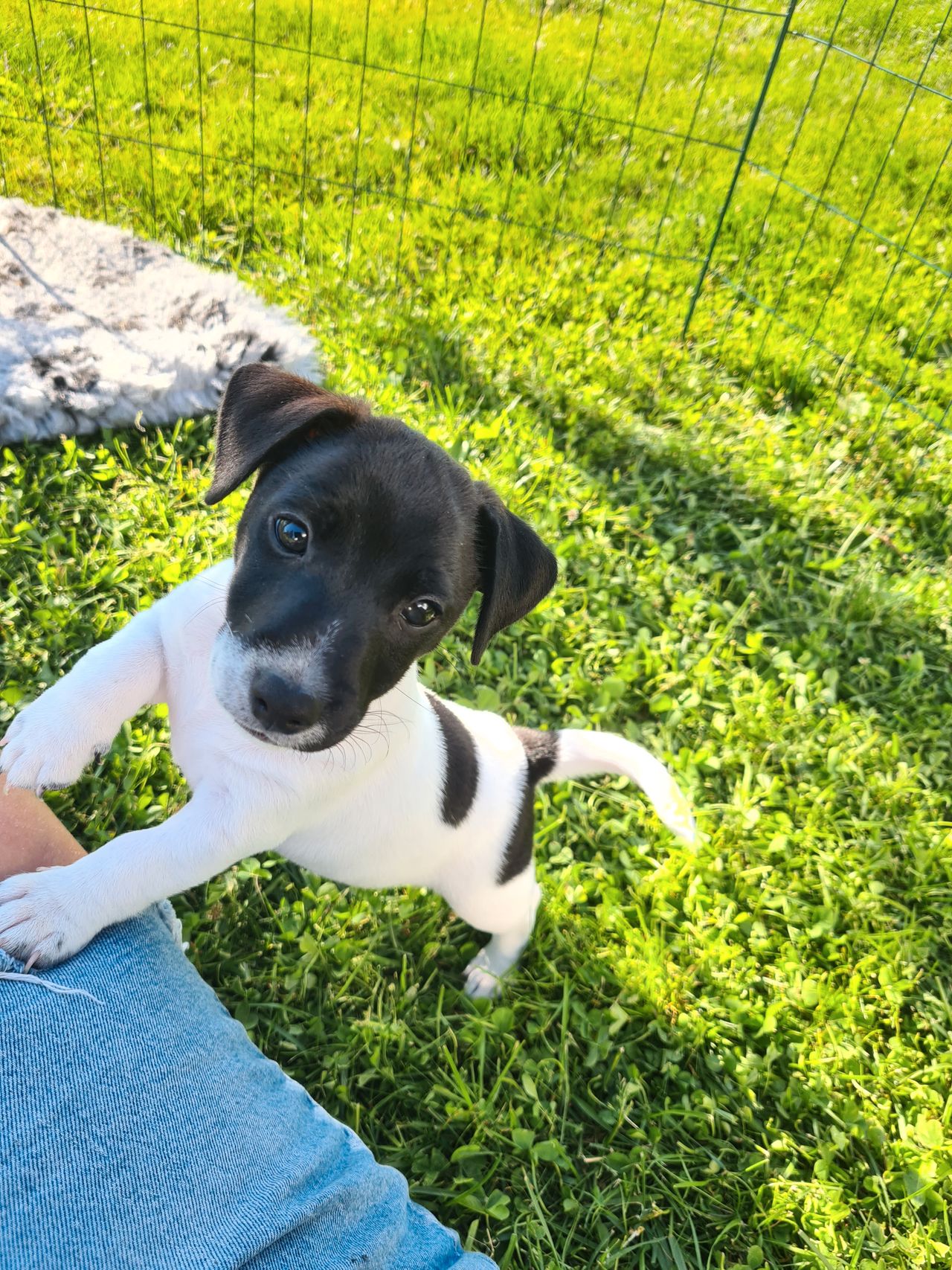 Jack russell terrier