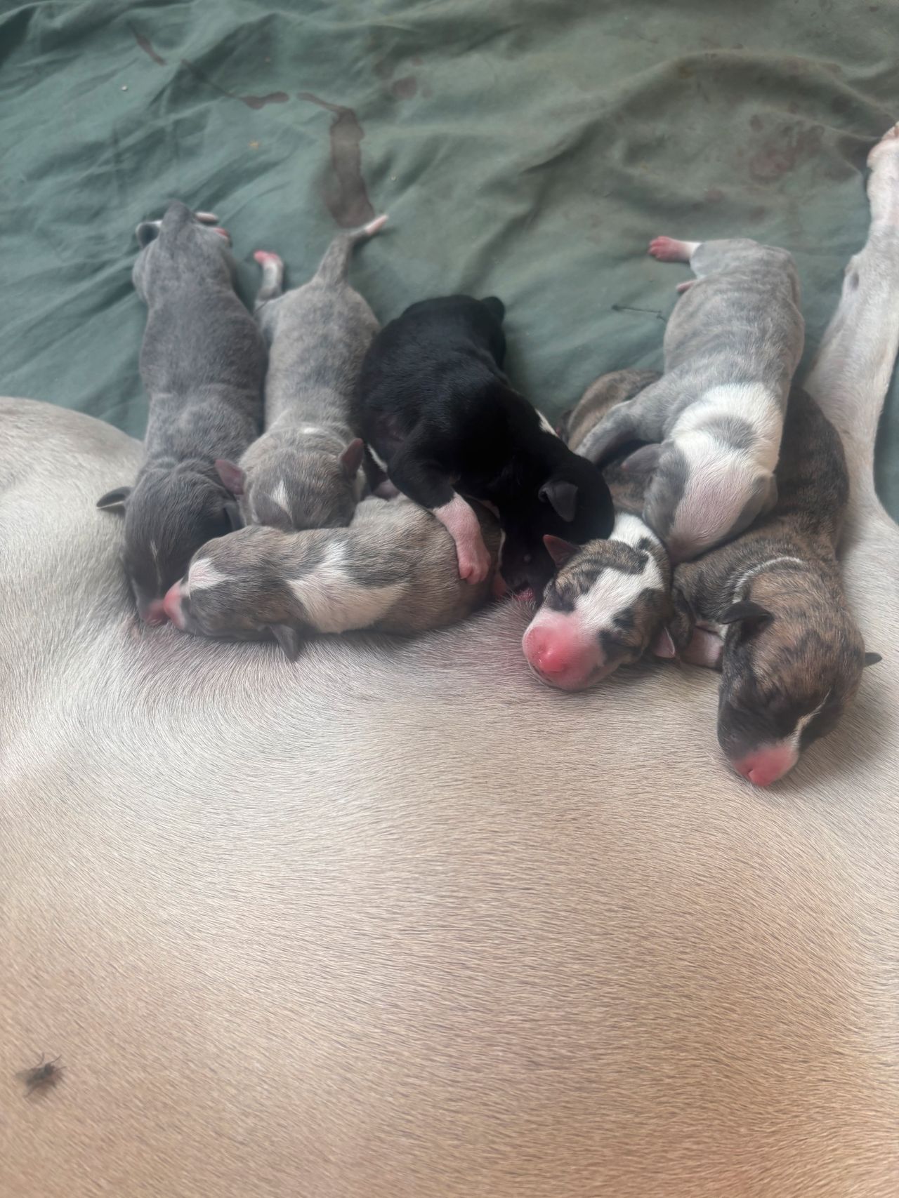 Whippet