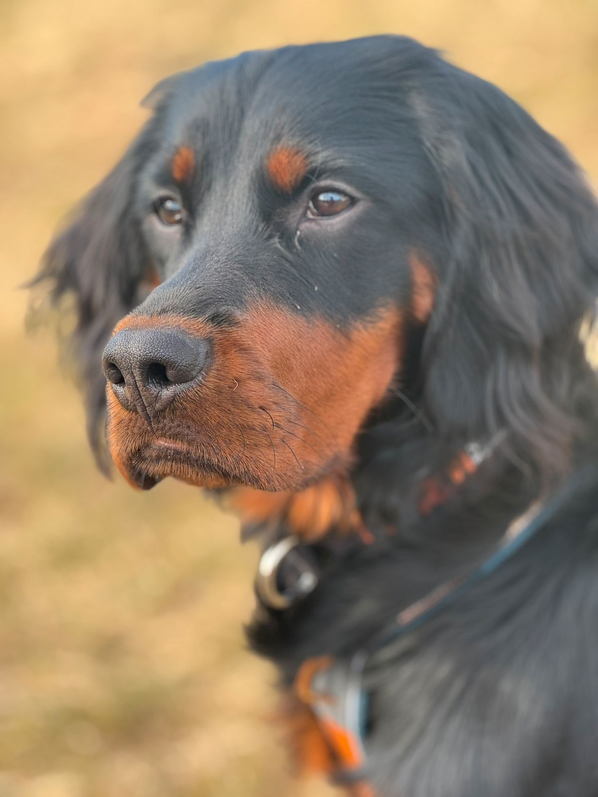 Gordon setter