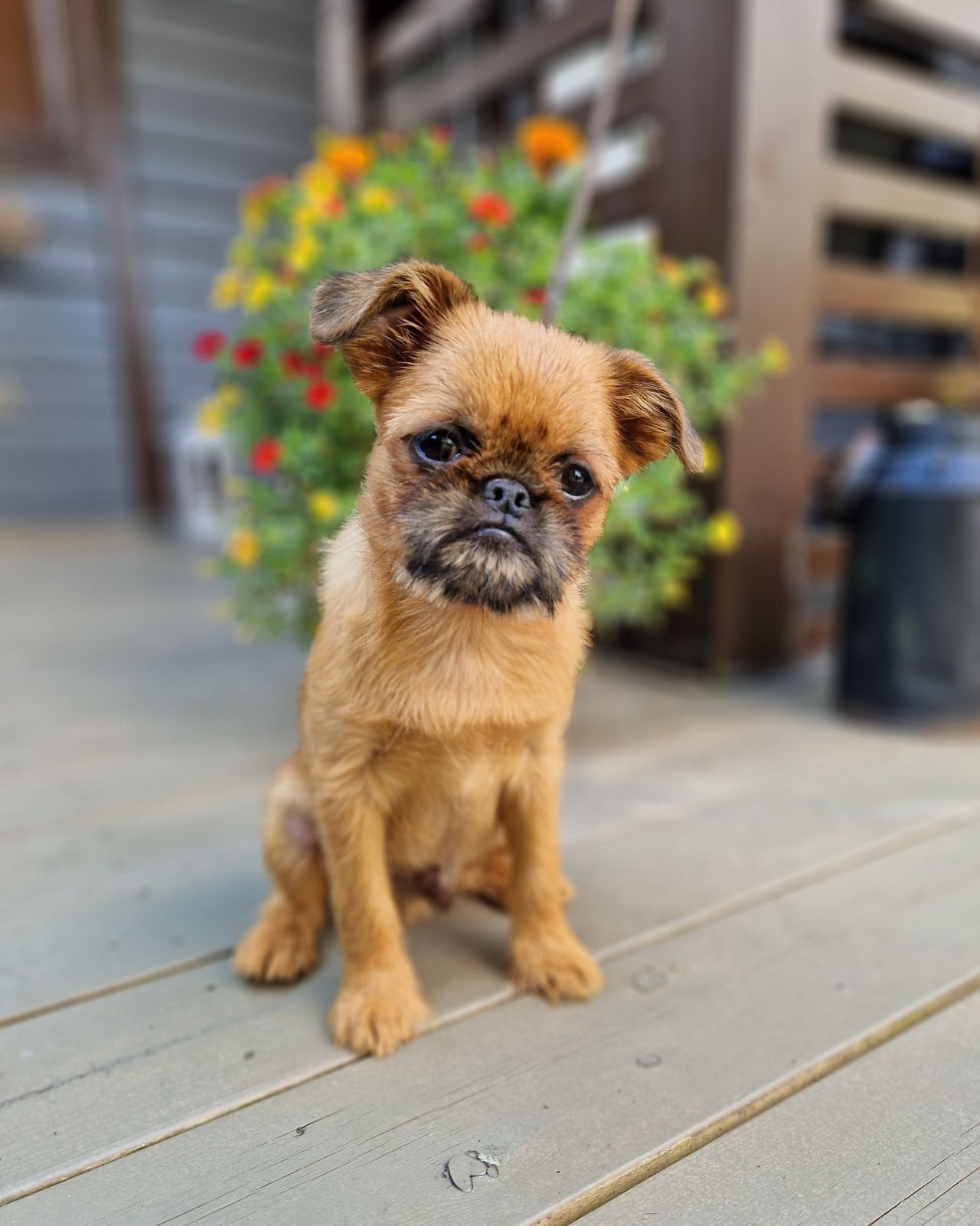 Griffon bruxellois