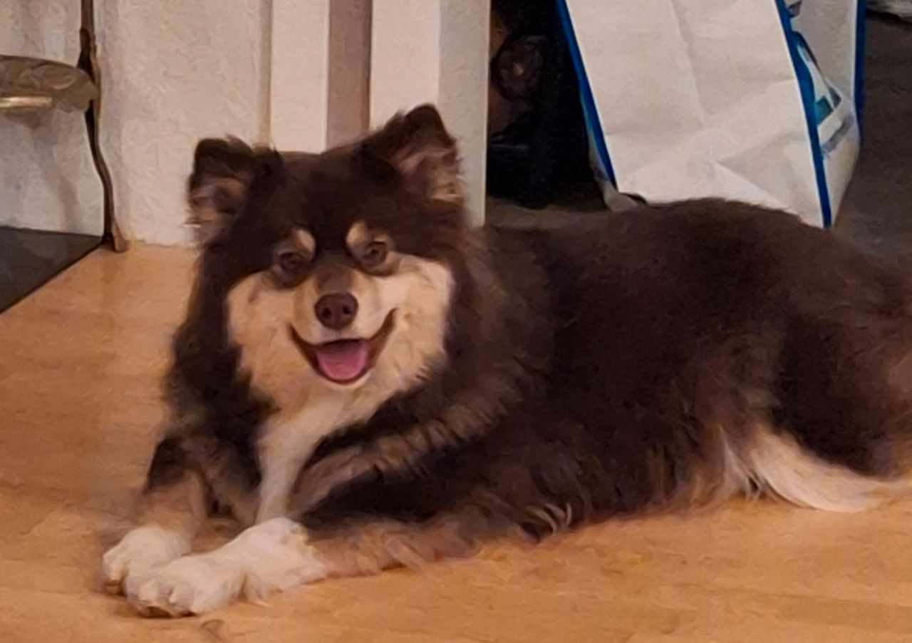 Finsk lapphund