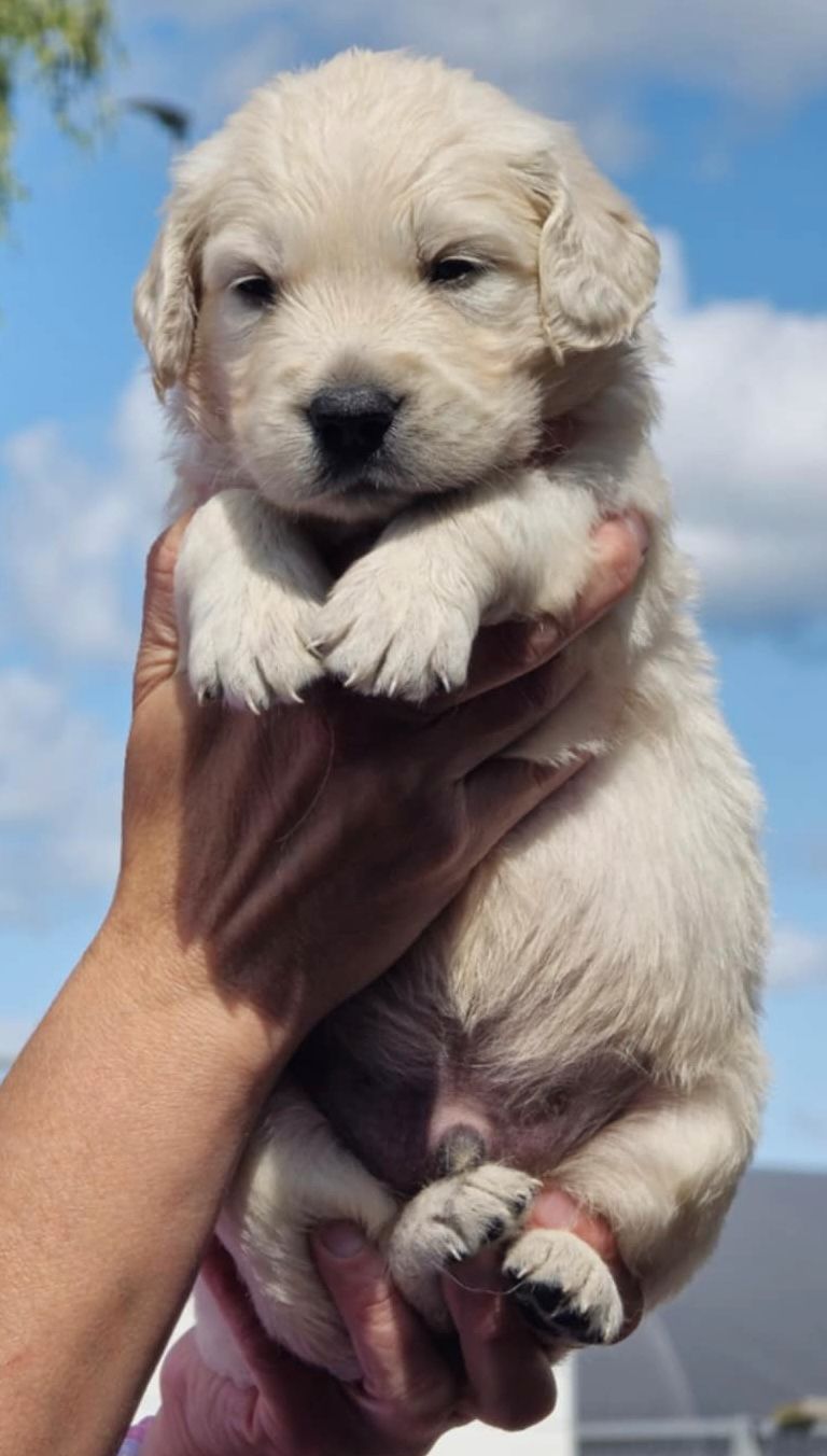 Golden retriever