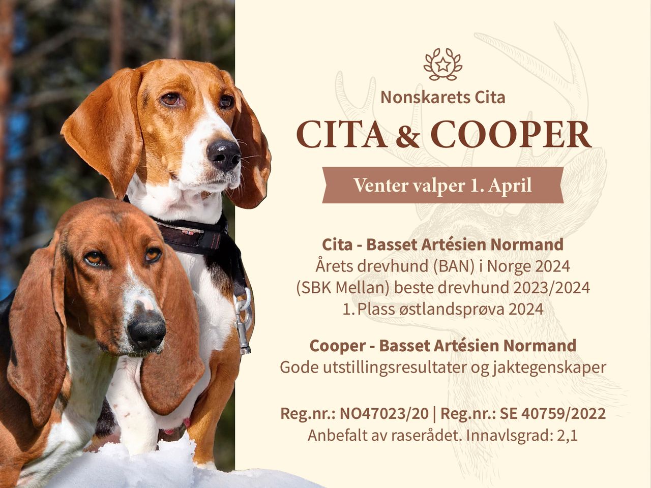 Basset artesien normand