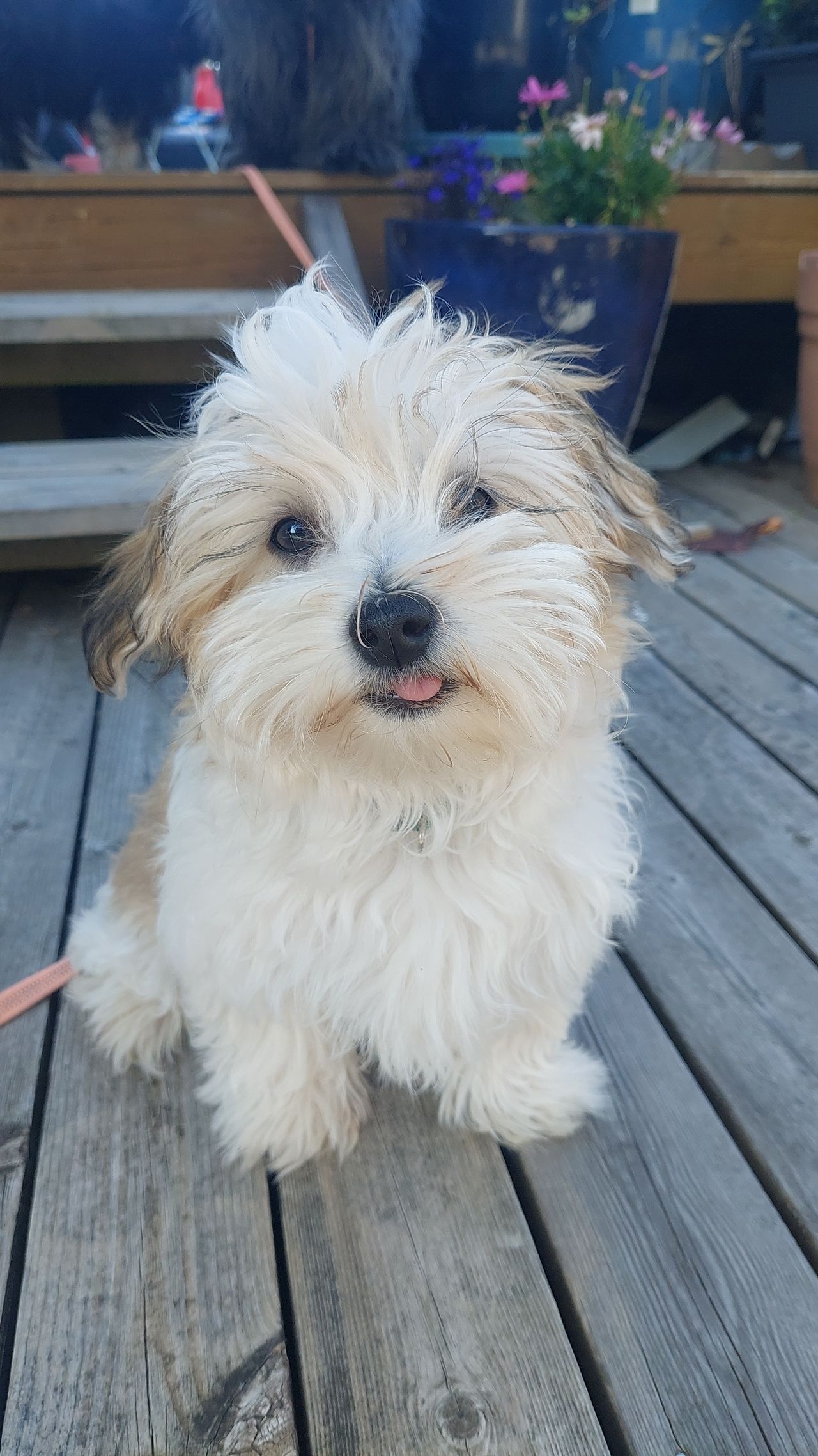 Bichon havanais
