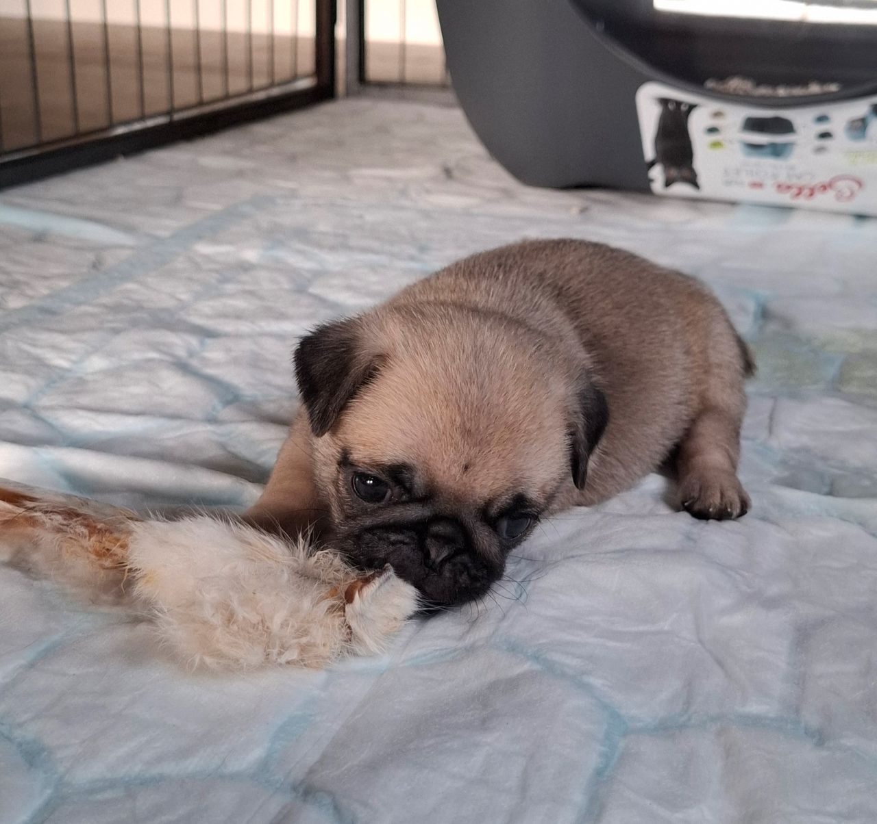 Mops
