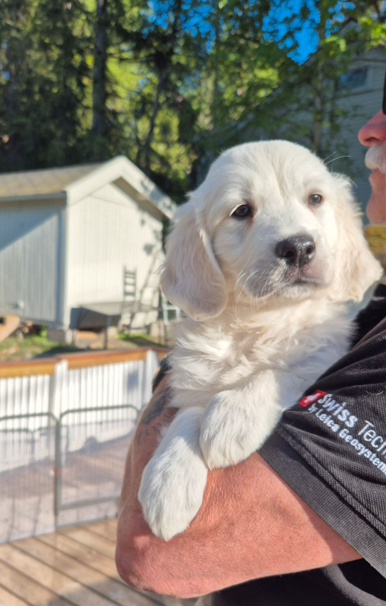 Golden retriever