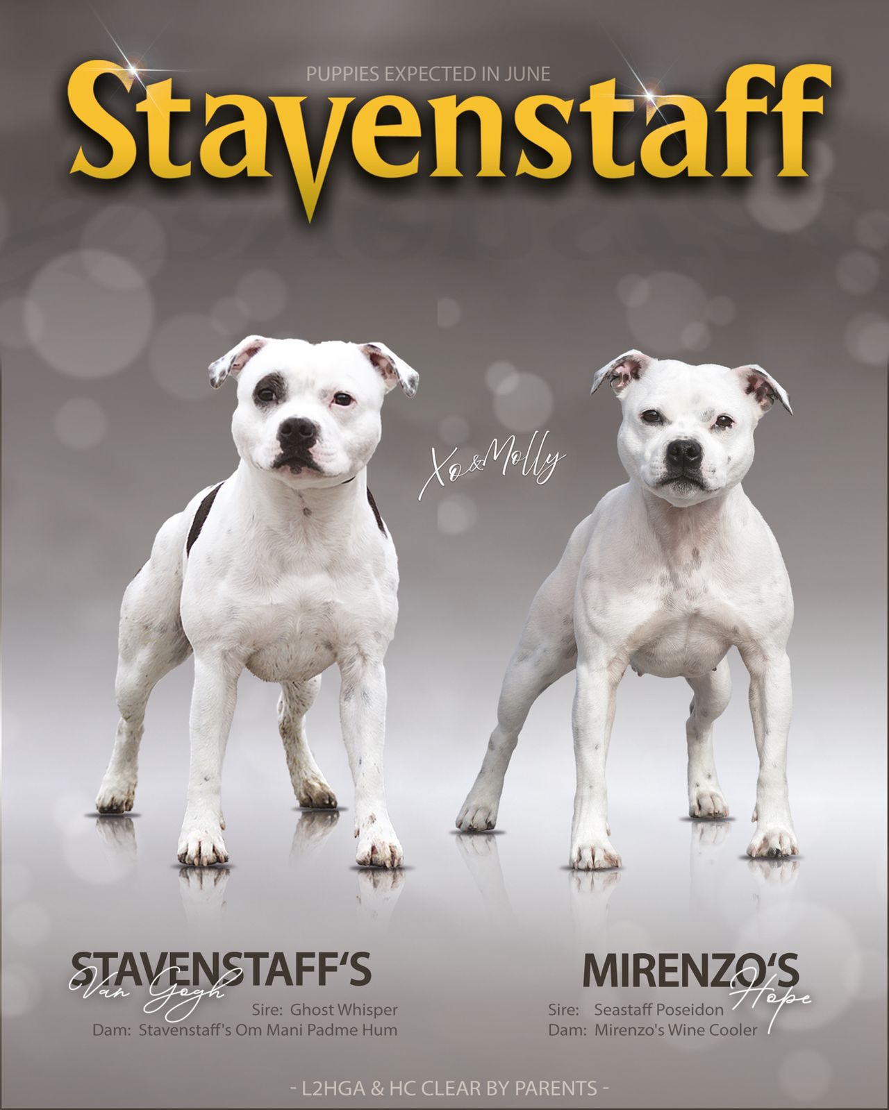 Staffordshire bull terrier