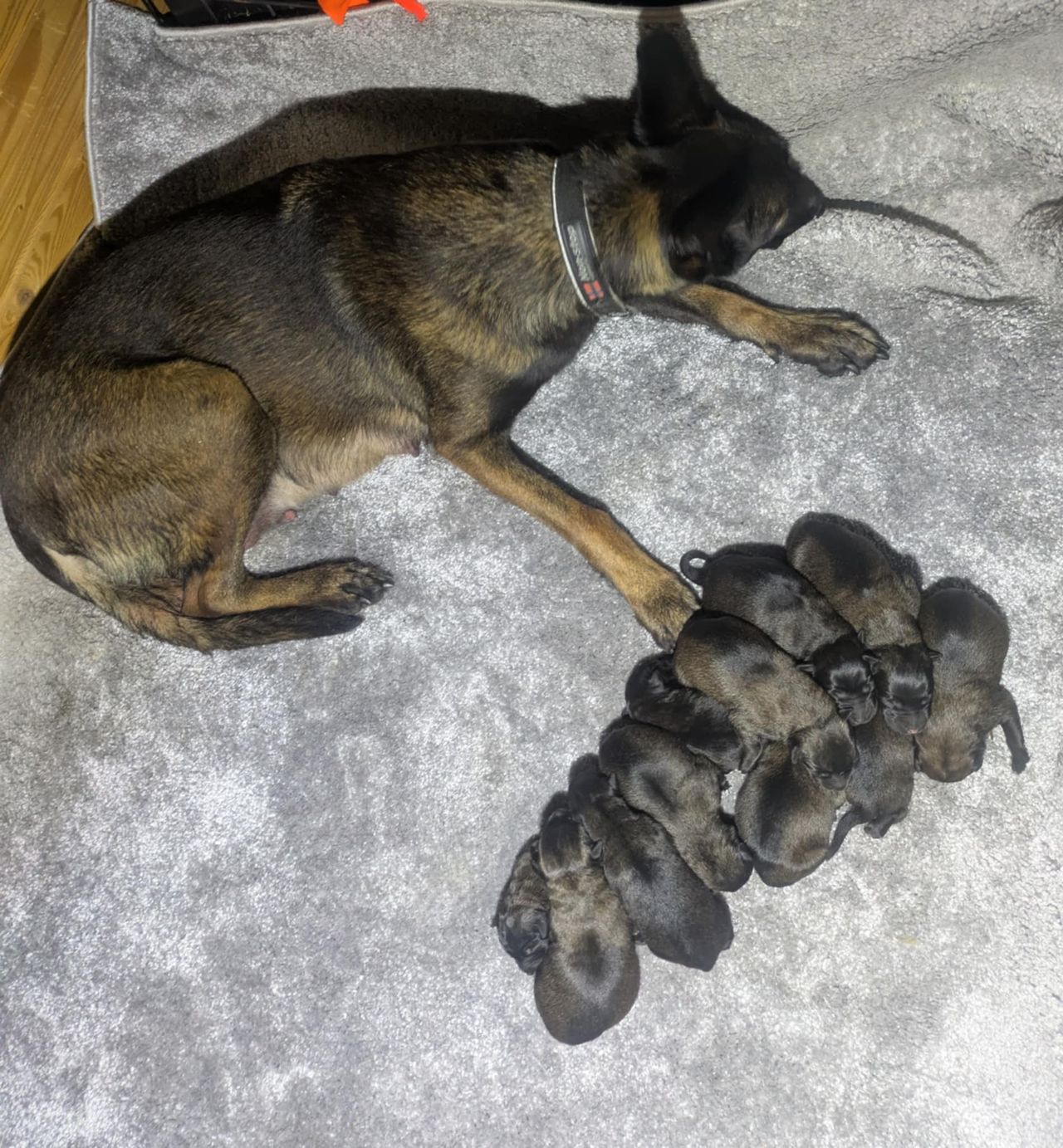 Belgisk fårehund, malinois