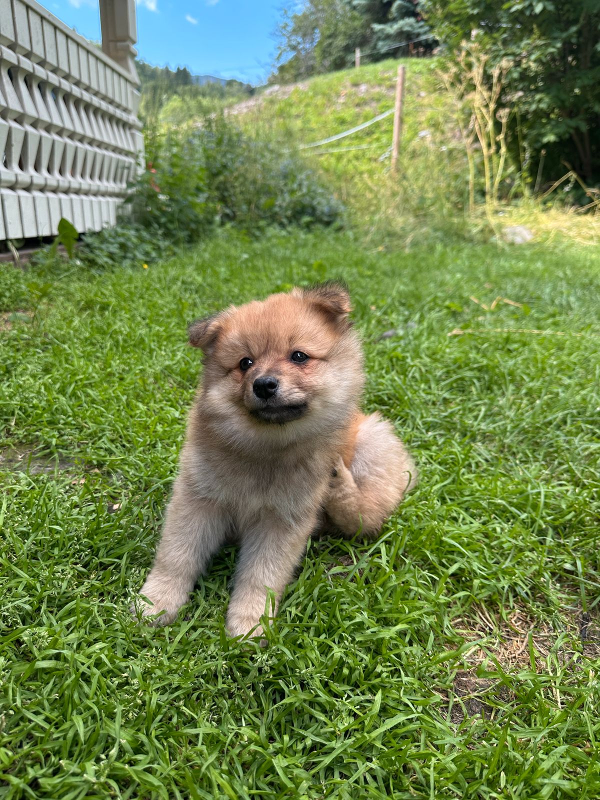 Kleinspitz