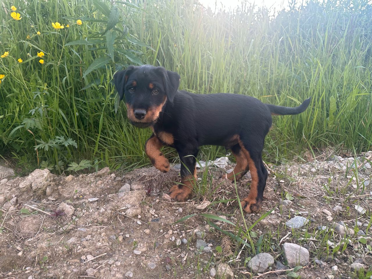 Tysk jaktterrier